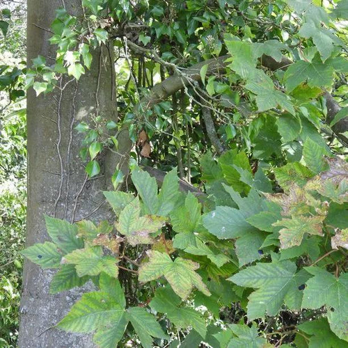 Mature Sycamore tree