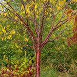 Mature Tibetan Cherry Tree in Autumn