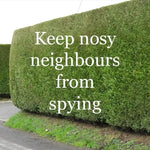Mature Yew Hedging Keeps nosy neighbours from spying