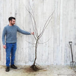 Bareroot Meeches Prolific Quince Maiden Tree