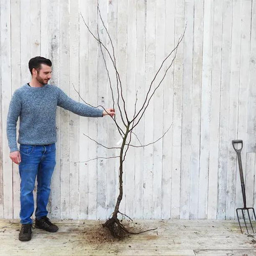 Bareroot Meeches Prolific Quince Maiden Tree