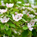 Meeches Prolific Quince Flowers