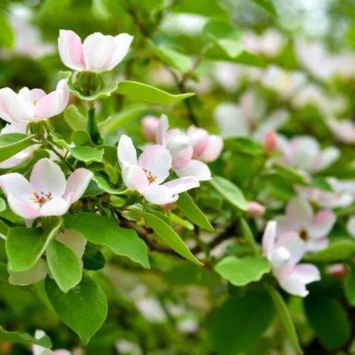Meeches Prolific Quince Flowers