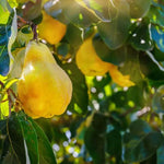 Meeches Prolific Quinces on the tree