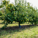 Meeches Prolific Quince Trees