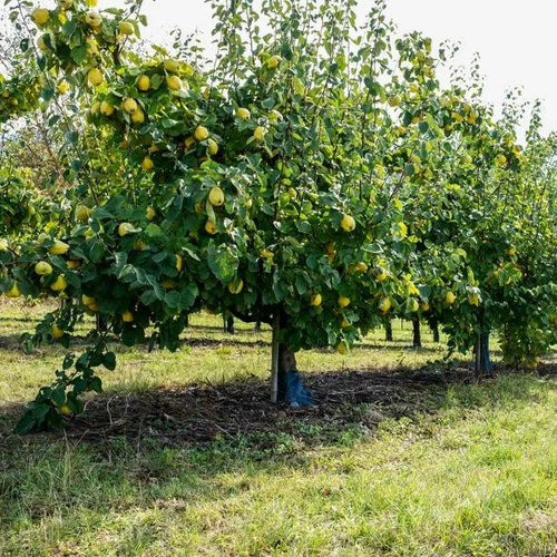 Meeches Prolific Quince Trees