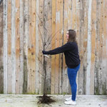Bareroot Meeches Prolific Quince Maiden Tree