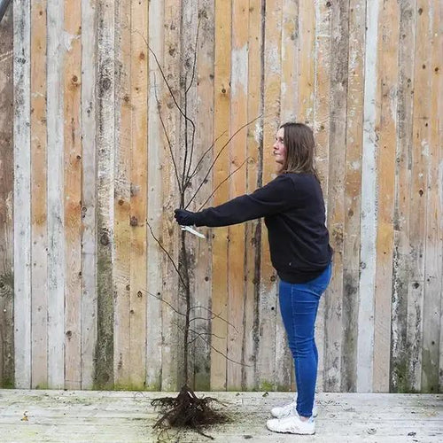Bareroot Meeches Prolific Quince Maiden Tree