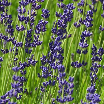 Melissa Lilac Lavender Flowers