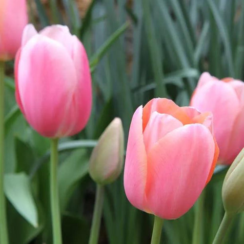 Menton Tulip Flowers