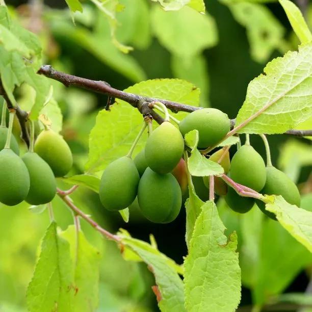 Merryweather Damsons on the tree