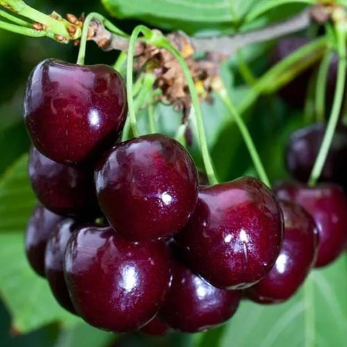 Merton Bigarreau Cherries on the tree
