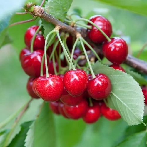 Merton Glory Cherries on the Tree