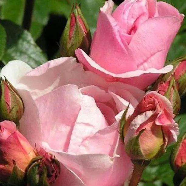 Mevrouw Nathalie Nypels Rose Flowers