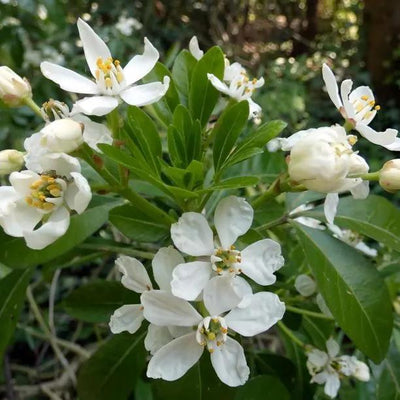 Choisya ternata Flowers