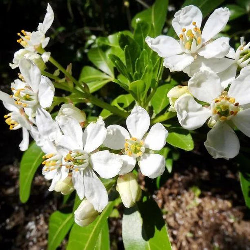Mexican Orange Blossom