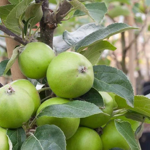 Michelin Apples on the tree