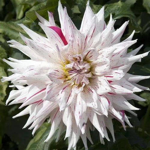 Mick's Peppermint Dahlia Flowers