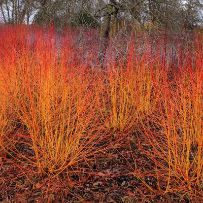 Midwinter Fire Dogwood in Winter