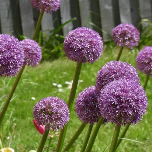 Millennium Allium Flowers