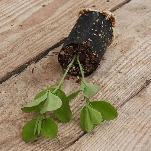 Millennium Sweet Pea Seedling in a Jumbo Plug Showing Good Root Development