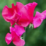 Millennium Sweet Pea Flowers