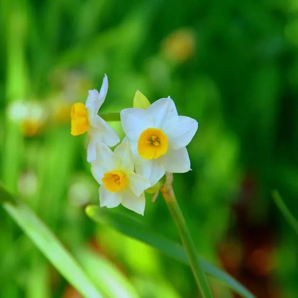Minnow Dwarf Daffodil Flowers