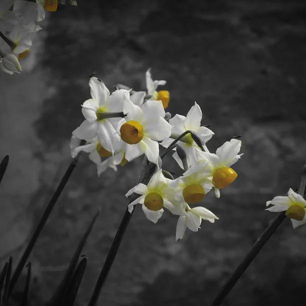 Minnow Dwarf Daffodil Flowers