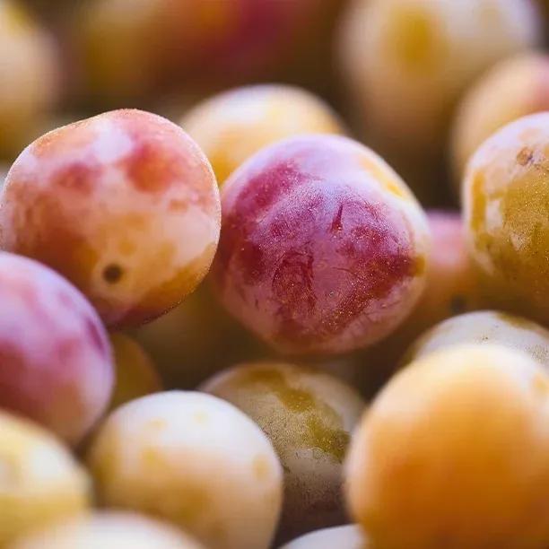 Ripe Mirabelle de Nancy Fruit