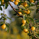 Mirabelle de Nancy Fruit on the tree