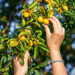 Mirabelle de Nancy Plums on the tree