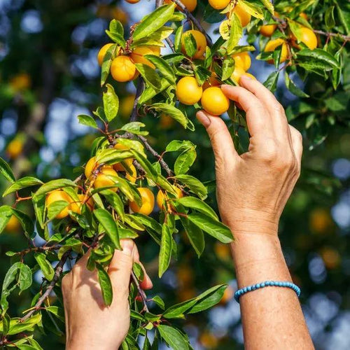 Mirabelle de Nancy Plums on the tree