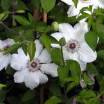 Miss Bateman Clematis Flowers