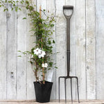 Miss Bateman Clematis Plant