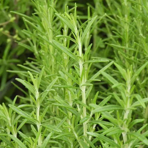 Miss Jessopps Upright Rosemary Fresh new Leaves