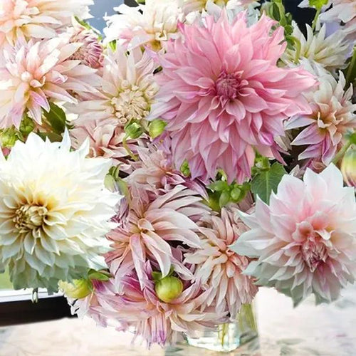 Mixed Cafe Dahlia collection flowers