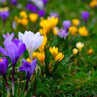 Mixed Crocus Flowers
