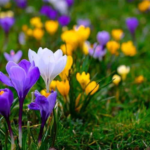 Mixed Crocus Flowers