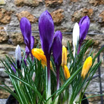 Mixed Crocus Flowers