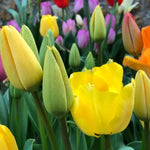 Mixed Darwin Hybrid Tulip Flowers