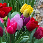 Mixed Darwin Hybrid Tulip Flowers