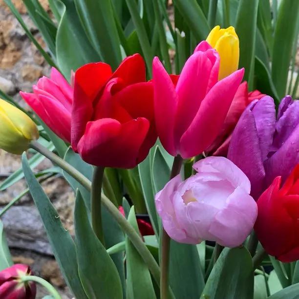 Mixed Darwin Hybrid Tulip Flowers