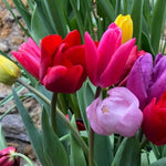 Mixed Darwin Hybrid Tulip Flowers