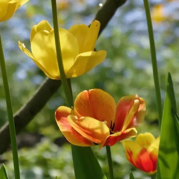 Mixed Dwarf Tulip Flowers