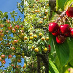 Mixed Fruit tree orchard collection
