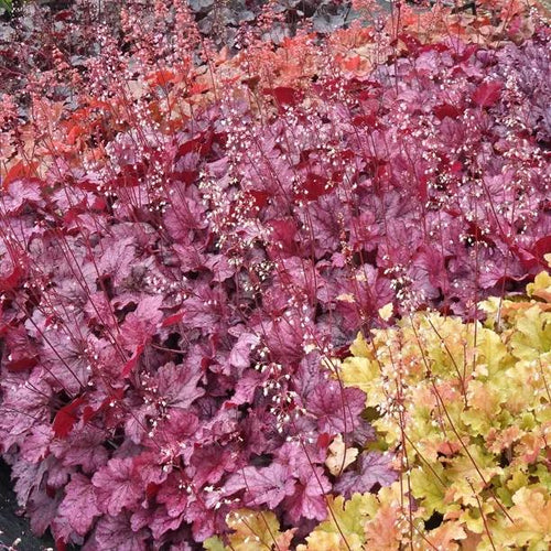Various Heuchera Varieties