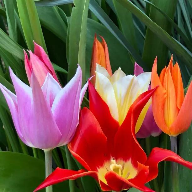 Mixed Lily Tulip Flowers