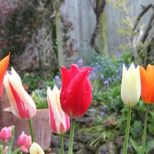 Mixed Lily Tulip Flowers - Closed
