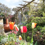 Mixed Lily Tulip Flowers in a Spring Garden