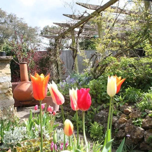 Mixed Lily Tulip Flowers in a Spring Garden